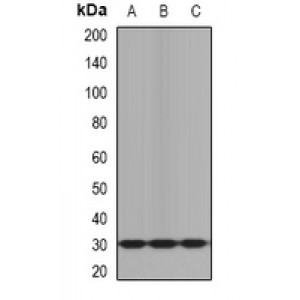 LifeSab™ KLK10 Rabbit pAb (50 µl)