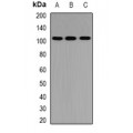 LifeSab™ PTPN3 Rabbit pAb (50 µl)
