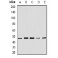 LifeSab™ CCBL1 Rabbit pAb (50 µl)