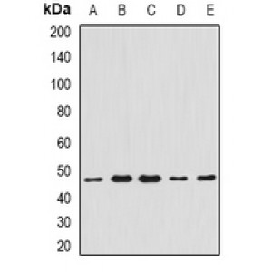 LifeSab™ CCBL1 Rabbit pAb (50 µl)