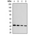 LifeSab™ GDAP1 Rabbit pAb (50 µl)