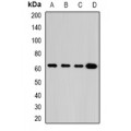 LifeSab™ GLUD2 Rabbit pAb (50 µl)