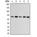 LifeSab™ GMPS Rabbit pAb (50 µl)