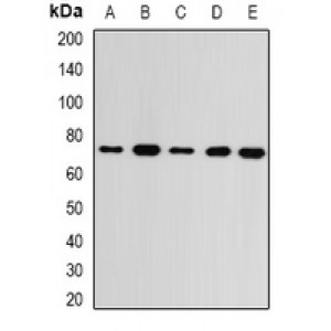 LifeSab™ GMPS Rabbit pAb (50 µl)