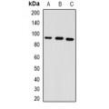 LifeSab™ GPAM Rabbit pAb (50 µl)