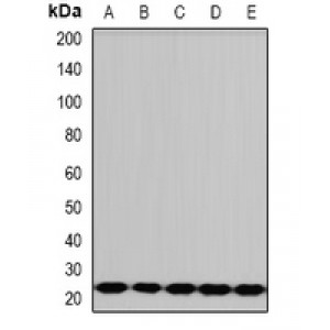 LifeSab™ PCMT1 Rabbit pAb (50 µl)