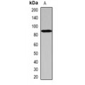 LifeSab™ SCYL1 Rabbit pAb (50 µl)