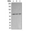 LifeSab™ PARN Rabbit pAb (50 µl)
