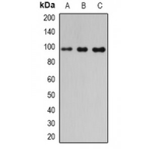 LifeSab™ PDE6-beta Rabbit pAb (50 µl)