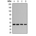 LifeSab™ DAP-3 Rabbit pAb (50 µl)