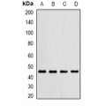 LifeSab™ LIPF Rabbit pAb (50 µl)