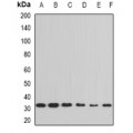 LifeSab™ PPIE Rabbit pAb (50 µl)