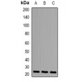LifeSab™ HEMK2 Rabbit pAb (50 µl)