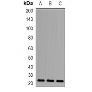 LifeSab™ HEMK2 Rabbit pAb (50 µl)