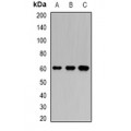 LifeSab™ KPNA6 Rabbit pAb (50 µl)
