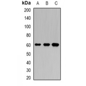 LifeSab™ KPNA6 Rabbit pAb (50 µl)