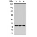 LifeSab™ ERGIC2 Rabbit pAb (50 µl)