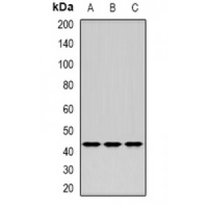 LifeSab™ ERGIC2 Rabbit pAb (50 µl)