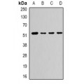 LifeSab™ CAMK1G Rabbit pAb (50 µl)