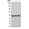 LifeSab™ PHACS Rabbit pAb (50 µl)
