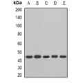 LifeSab™ BCAT2 Rabbit pAb (50 µl)