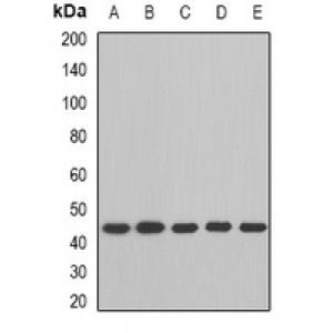 LifeSab™ BCAT2 Rabbit pAb (50 µl)