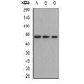 LifeSab™ ZBTB48 Rabbit pAb (50 µl)