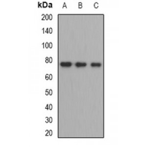 LifeSab™ ZBTB48 Rabbit pAb (50 µl)