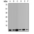 LifeSab™ VAMP3 Rabbit pAb (50 µl)