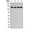 LifeSab™ DAAM2 Rabbit pAb (50 µl)