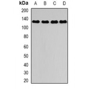 LifeSab™ DAAM2 Rabbit pAb (50 µl)