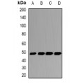 LifeSab™ GSDML Rabbit pAb (50 µl)