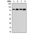 LifeSab™ MTMR14 Rabbit pAb (50 µl)