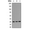 LifeSab™ LSm11 Rabbit pAb (50 µl)