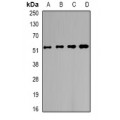 LifeSab™ CHN1 Rabbit pAb (50 µl)