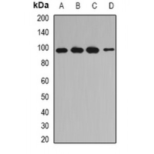 LifeSab™ INPP4A Rabbit pAb (50 µl)