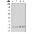 LifeSab™ DPM1 Rabbit pAb (50 µl)