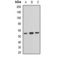 LifeSab™ TFG Rabbit pAb (50 µl)