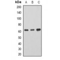 LifeSab™ AHCYL1 Rabbit pAb (50 µl)