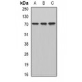 LifeSab™ CKAP4 Rabbit pAb (50 µl)