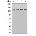 LifeSab™ WDR6 Rabbit pAb (50 µl)