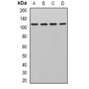 LifeSab™ WDR6 Rabbit pAb (50 µl)