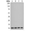 LifeSab™ GABARAPL1 Rabbit pAb (50 µl)