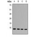 LifeSab™ FAM96B Rabbit pAb (50 µl)