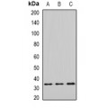 LifeSab™ eIF2B1 Rabbit pAb (50 µl)