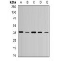 LifeSab™ ARK3 Rabbit pAb (50 µl)