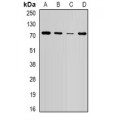 LifeSab™ NSD2 Rabbit pAb (50 µl)