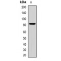 LifeSab™ ZBTB20 Rabbit pAb (50 µl)