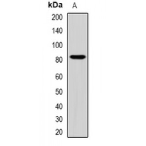 LifeSab™ ZBTB20 Rabbit pAb (50 µl)