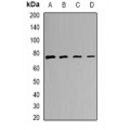 LifeSab™ CALCOCO1 Rabbit pAb (50 µl)